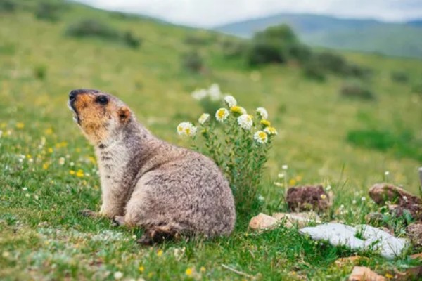 旱獭是不是夜行动物,旱獭不是夜行动物