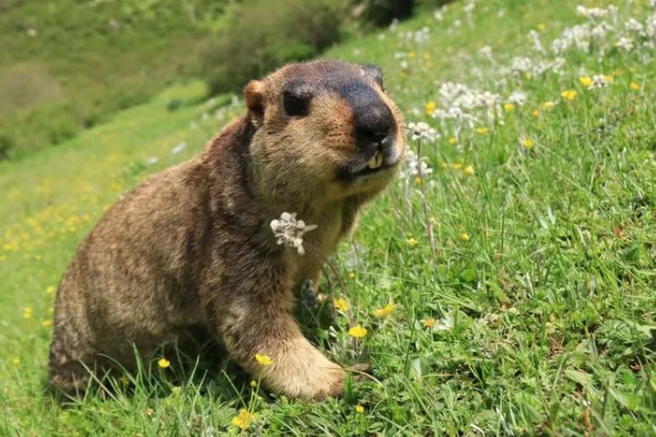 旱獭是不是夜行动物,旱獭不是夜行动物