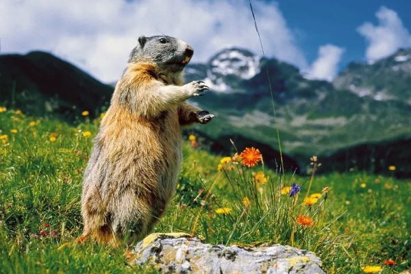 旱獭是不是夜行动物,旱獭不是夜行动物