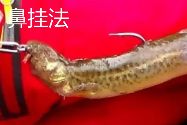 钓桂鱼怎么挂泥鳅，可采用背挂法、鼻挂法等