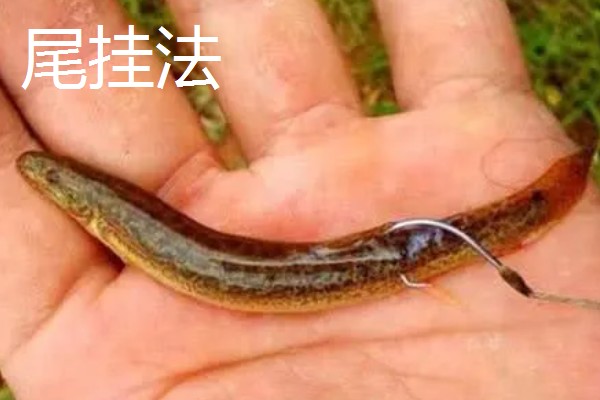 钓桂鱼怎么挂泥鳅，可采用背挂法、鼻挂法等