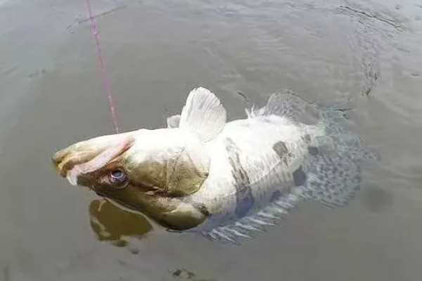 钓桂鱼怎么挂泥鳅，可采用背挂法、鼻挂法等