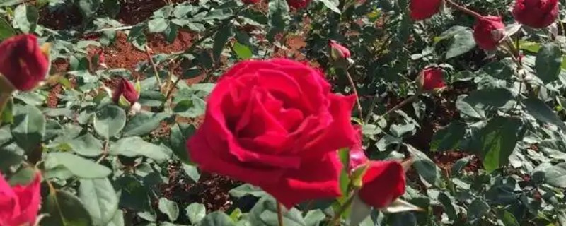 16支红玫瑰的寓意，代表爱慕之情