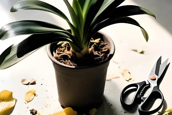 盆栽的小植物烂叶子的解决措施，需及时剪除烂叶