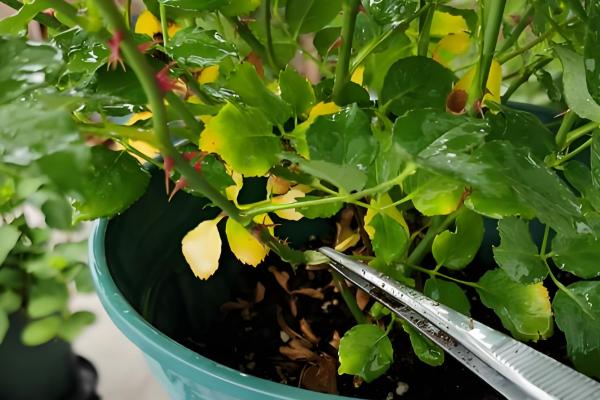 盆栽的小植物烂叶子的解决措施，需及时剪除烂叶