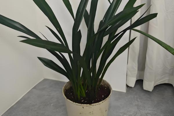 盆栽的小植物烂叶子的解决措施，需及时剪除烂叶