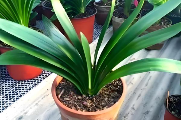 盆栽的小植物烂叶子的解决措施，需及时剪除烂叶