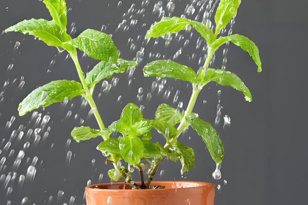 盆栽的小植物烂叶子的解决措施，需及时剪除烂叶