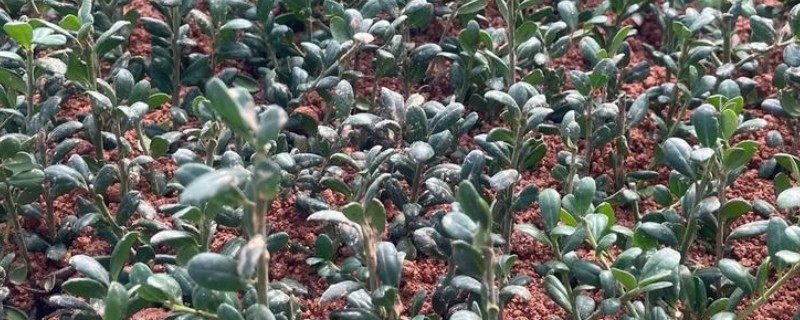 冬青扦插如何快速生根，插穗先浸泡在高锰酸钾溶液再扦插