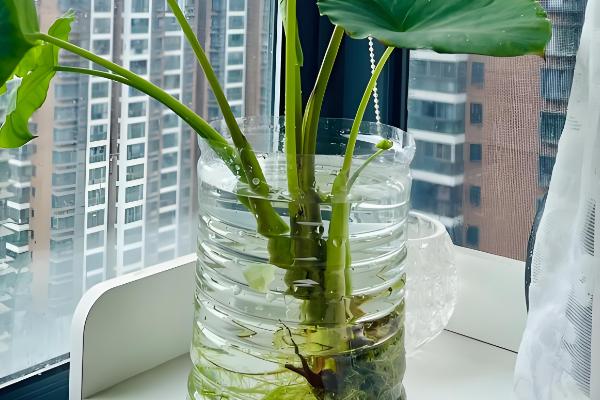 盆栽的小植物烂叶子的解决措施，需及时剪除烂叶