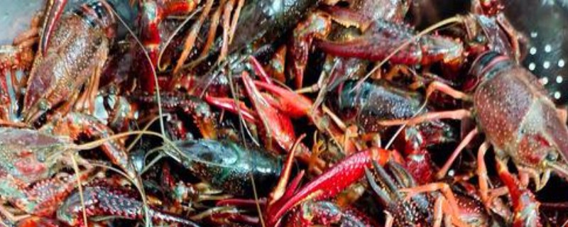养殖小龙虾的优势，技术逐渐成熟且工业附加值高