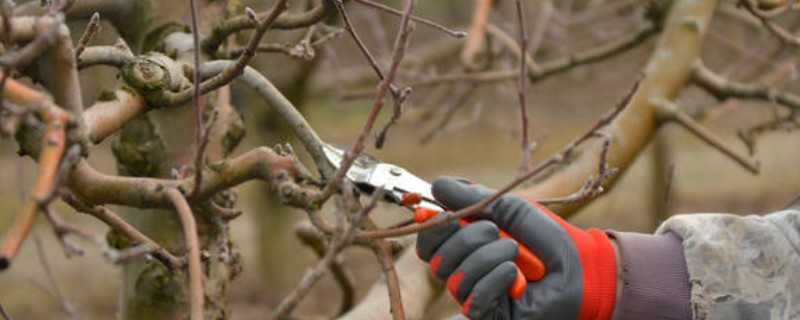 苹果树冬季的修剪方法,将过于密集的枝条疏剪掉