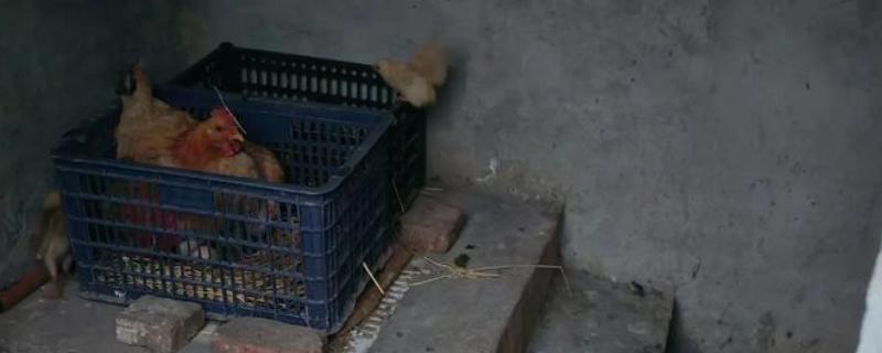 一只母鸡孵几个蛋合理，孵10-13个蛋较为合理