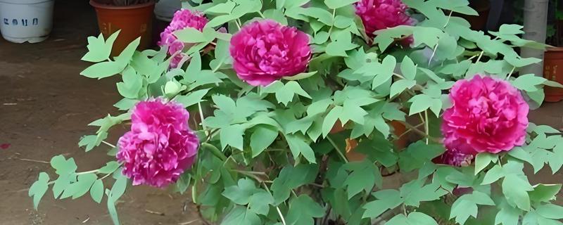 牡丹能不能扦插成活,扦插枝条会长出根系