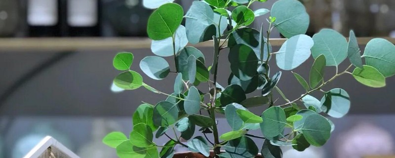 尤加利怎么养殖，生长季节每隔20天追肥一次