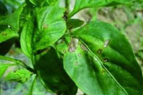 如何防治青椒褐斑病,灌水以浇灌根际周围为主