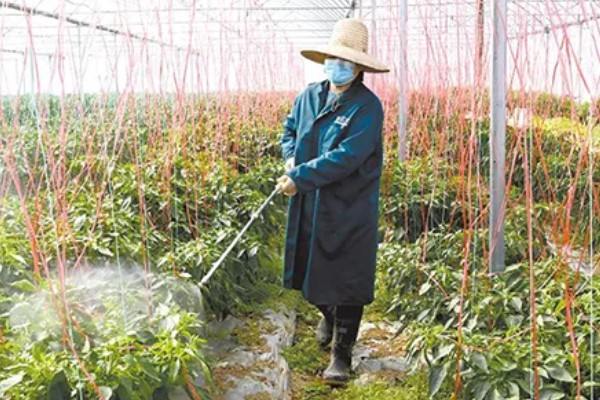 如何防治青椒褐斑病,灌水以浇灌根际周围为主