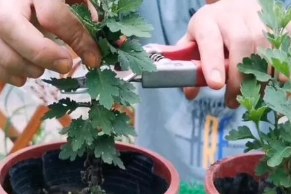 菊花开完花后如何处理，需及时剪掉残花