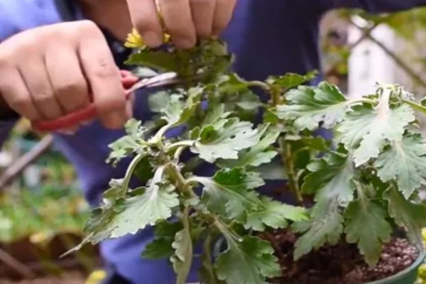 菊花开完花后如何处理，需及时剪掉残花