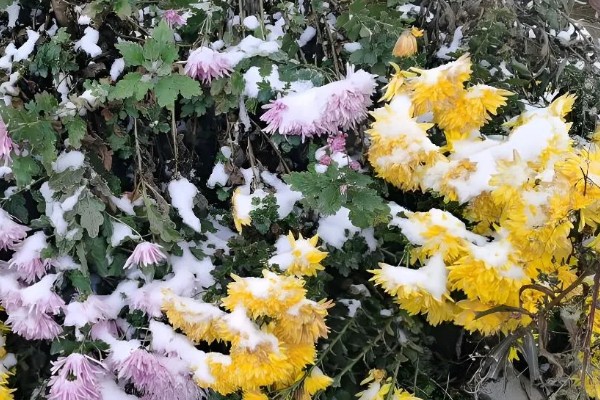 菊花开完花后如何处理，需及时剪掉残花