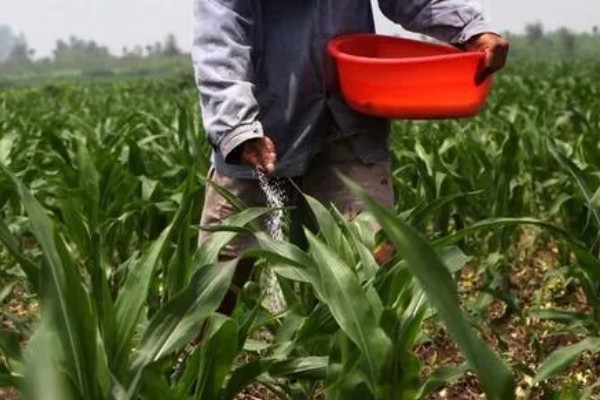 玉米怎么施肥能高产,基肥主要以农家肥为主