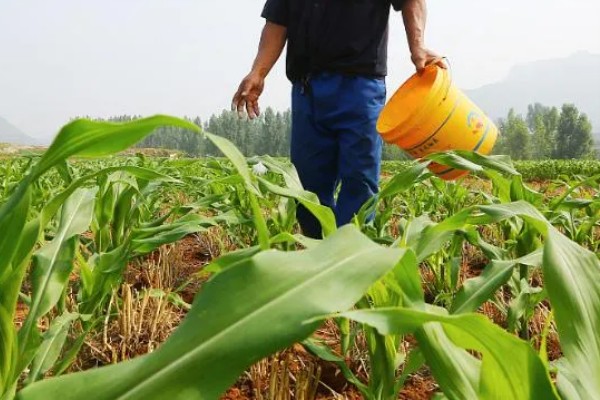 玉米怎么施肥能高产,基肥主要以农家肥为主