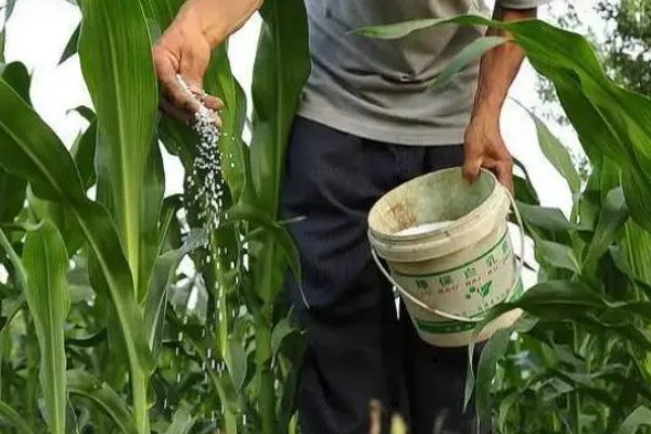 玉米怎么施肥能高产,基肥主要以农家肥为主