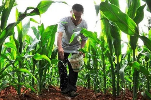 玉米怎么施肥能高产,基肥主要以农家肥为主