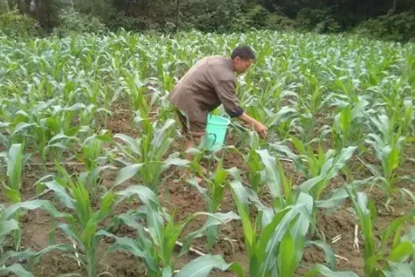 玉米怎么施肥能高产,基肥主要以农家肥为主