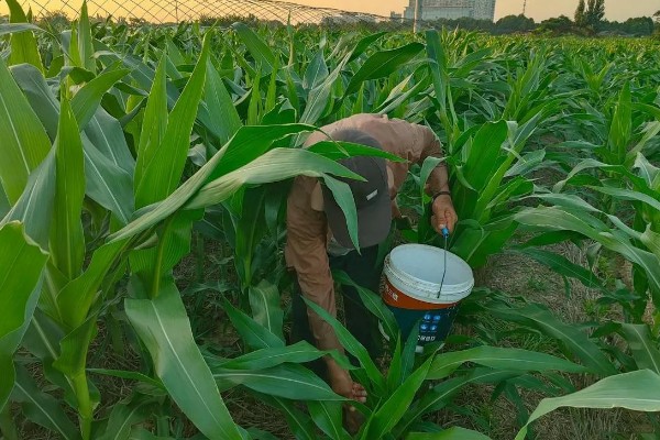 玉米怎么施肥能高产,基肥主要以农家肥为主