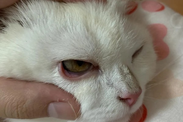 猫咪结膜炎怎么办，用温热的淡盐水敷眼可以杀菌消炎