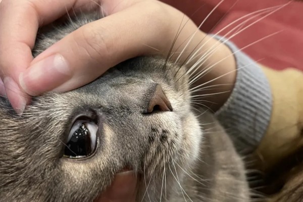 猫咪结膜炎怎么办，用温热的淡盐水敷眼可以杀菌消炎