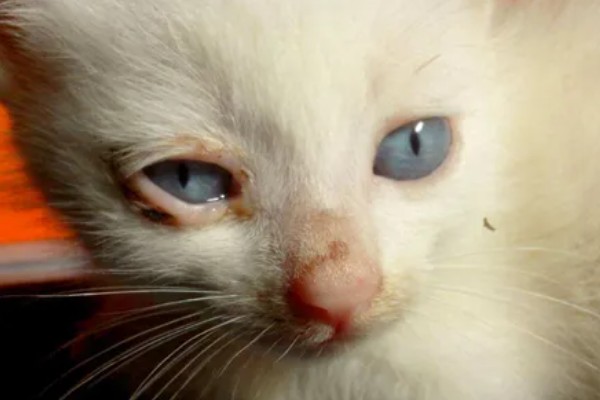 猫咪结膜炎怎么办，用温热的淡盐水敷眼可以杀菌消炎