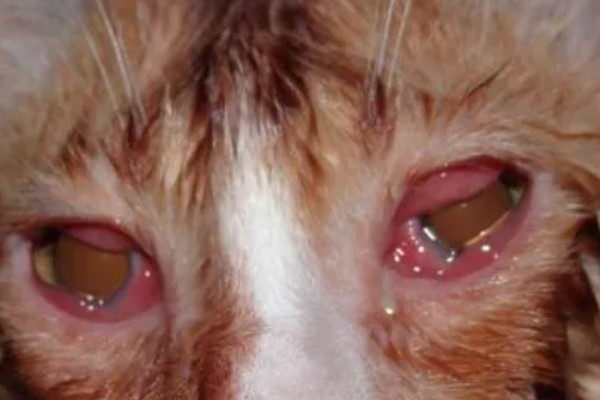 猫咪结膜炎怎么办，用温热的淡盐水敷眼可以杀菌消炎