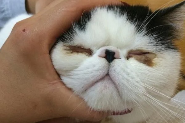 猫咪结膜炎怎么办，用温热的淡盐水敷眼可以杀菌消炎