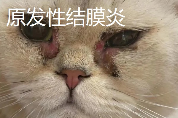 猫咪结膜炎怎么办，用温热的淡盐水敷眼可以杀菌消炎