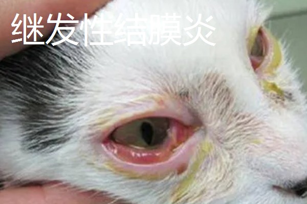 猫咪结膜炎怎么办，用温热的淡盐水敷眼可以杀菌消炎