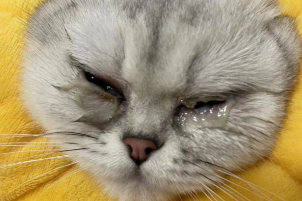 猫咪结膜炎怎么办，用温热的淡盐水敷眼可以杀菌消炎