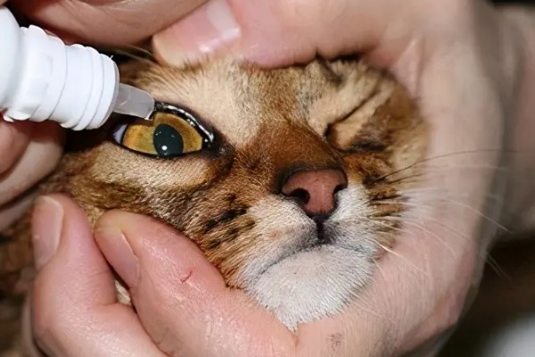 猫咪结膜炎怎么办，用温热的淡盐水敷眼可以杀菌消炎