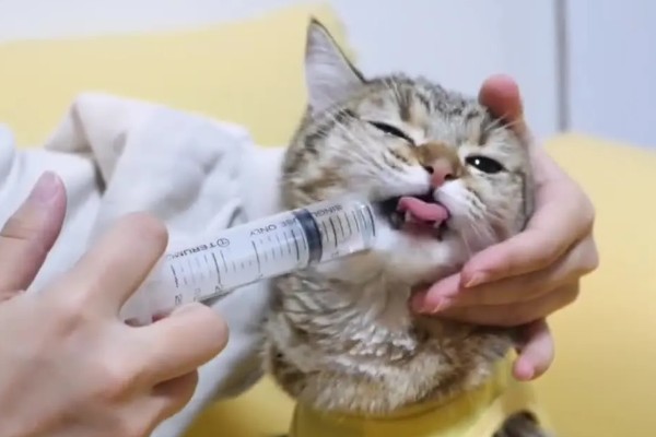 猫咪结膜炎怎么办，用温热的淡盐水敷眼可以杀菌消炎