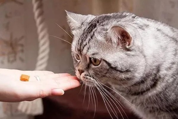 猫咪结膜炎怎么办，用温热的淡盐水敷眼可以杀菌消炎