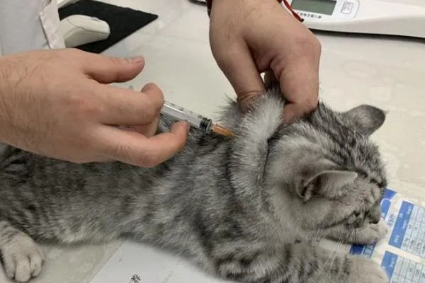 猫咪结膜炎怎么办，用温热的淡盐水敷眼可以杀菌消炎