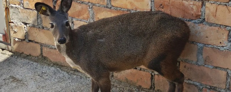 林麝能不能人工养殖，养殖期间每天饲喂3次