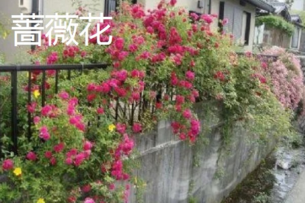 哪些花卉可以爬墙,常见牵牛花、蔷薇花等品种