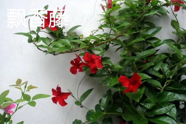 哪些花卉可以爬墙,常见牵牛花、蔷薇花等品种