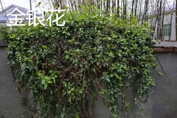 哪些花卉可以爬墙,常见牵牛花、蔷薇花等品种