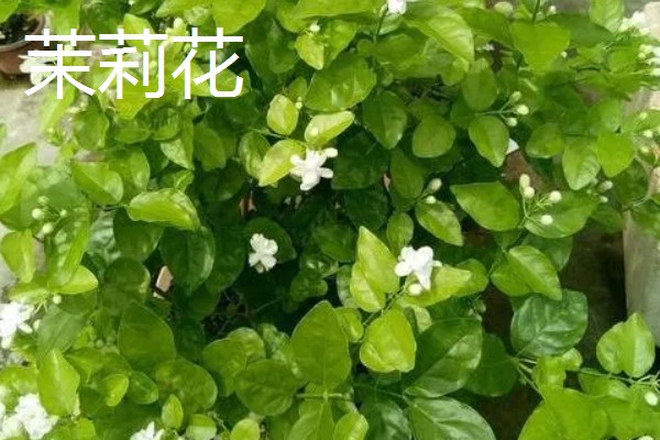 哪些花卉可以爬墙,常见牵牛花、蔷薇花等品种