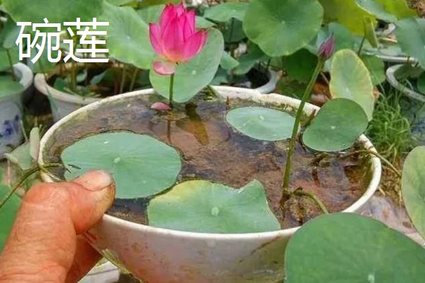 哪些花卉可以爬墙,常见牵牛花、蔷薇花等品种