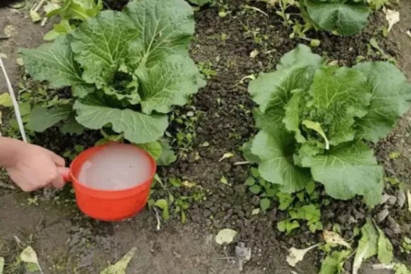 立冬了能不能对白菜浇水，浇水后植株容易受冻
