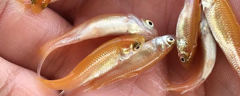 俄罗斯鱼的别称，学名是俄罗斯草鱼也叫金草鱼